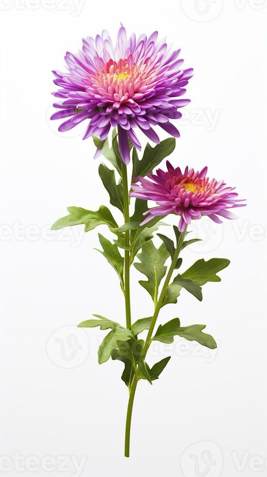 photo de magnifique aster fleur isolé sur blanc Contexte. génératif ai