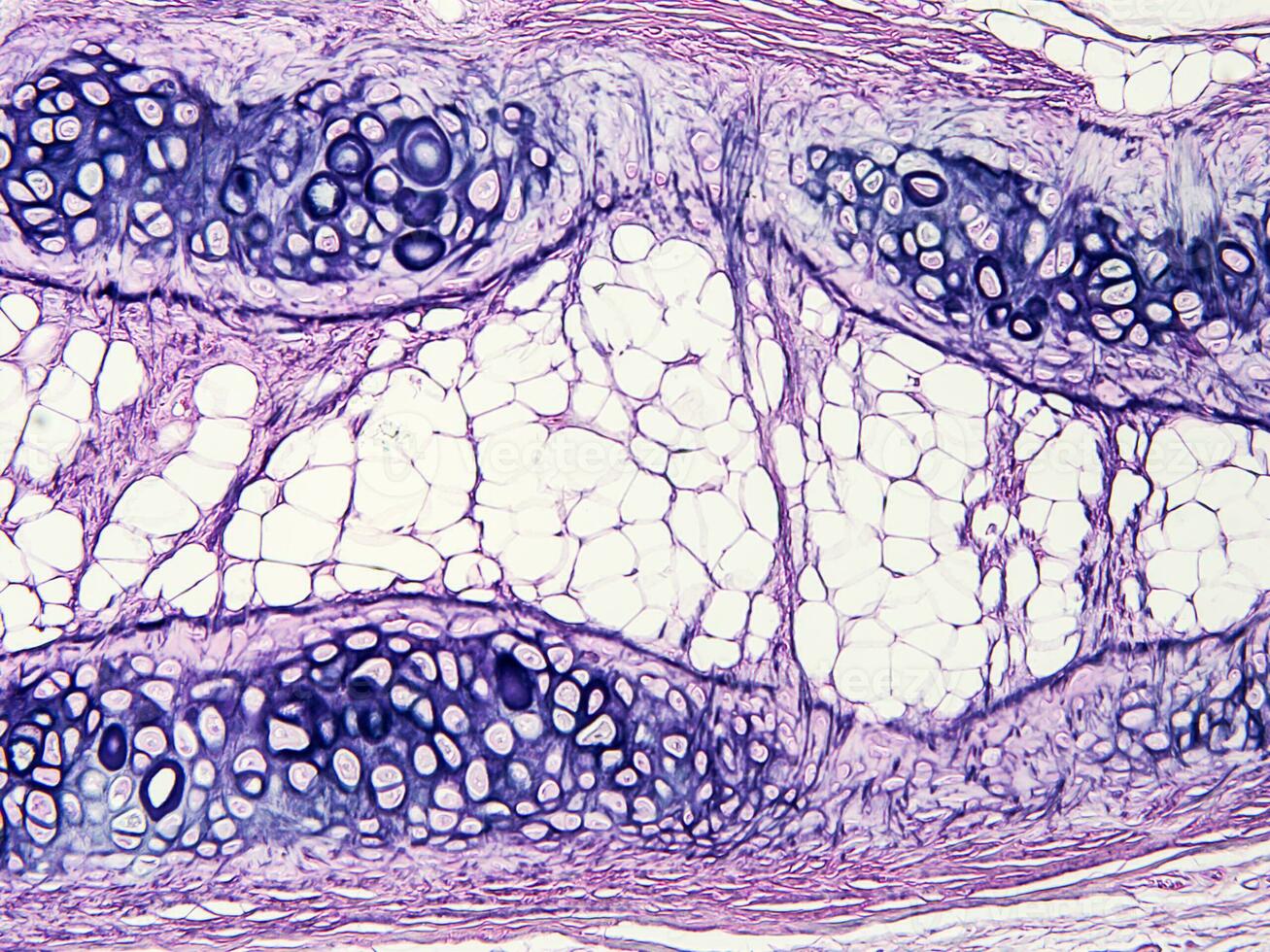 histologie Humain tissu avec microscope de laboratoire photo