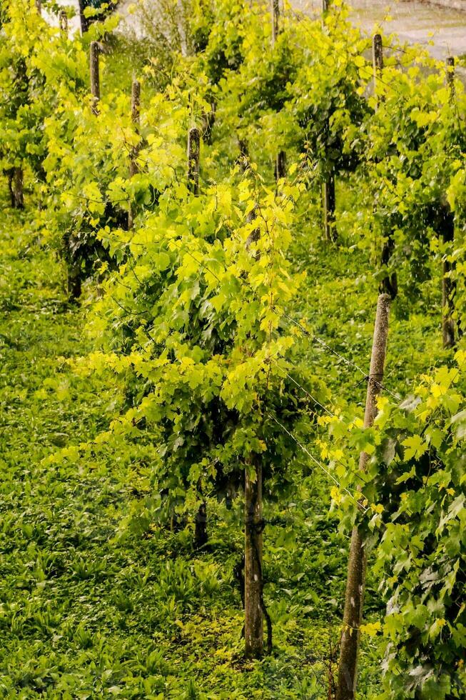 une vignoble avec vert vignes et Jaune feuilles photo