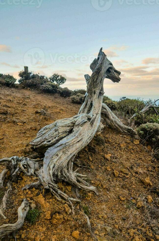 une mort arbre sur le côté de une Montagne photo