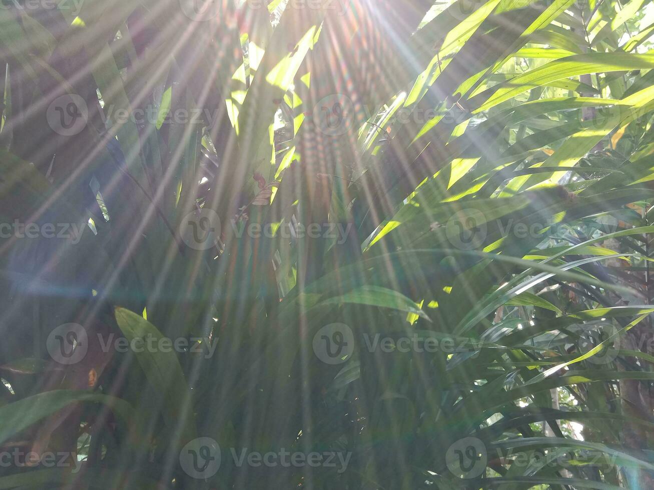 le Matin Soleil entre le luxuriant végétaux, Naturel nuances sont en bonne santé et rafraîchissant photo