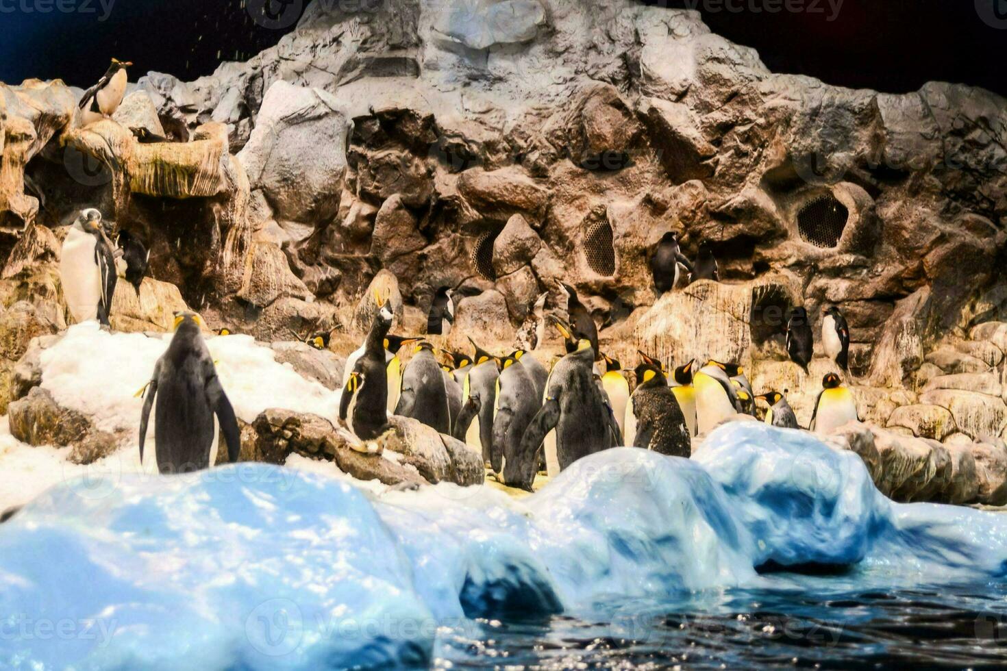 pingouins dans un aquarium avec icebergs et rochers photo