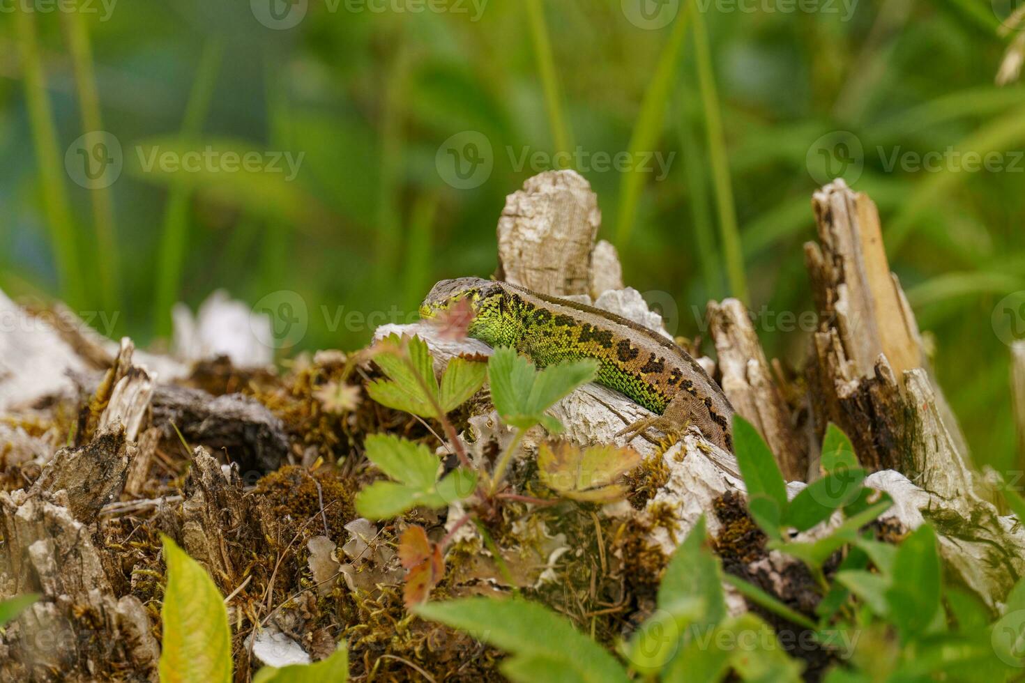 été temps dans beau L'Autriche photo