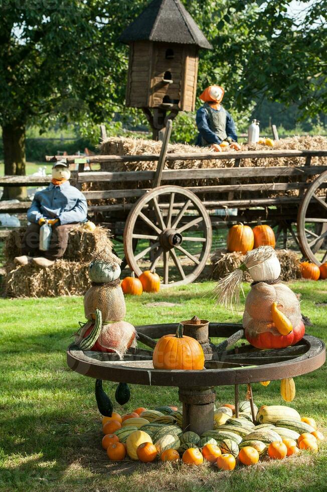 citrouilles dans le jardin photo