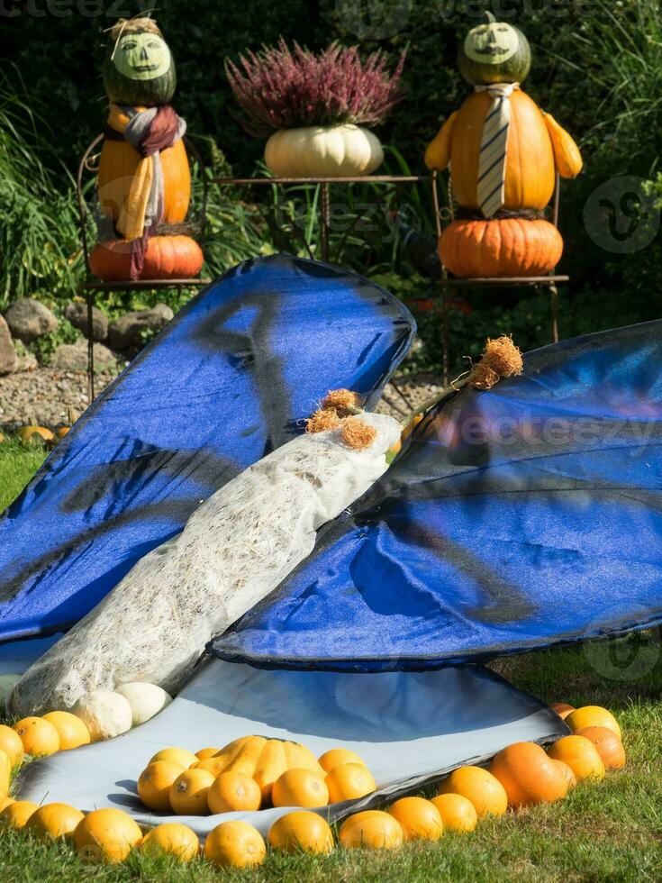 citrouilles dans le jardin photo