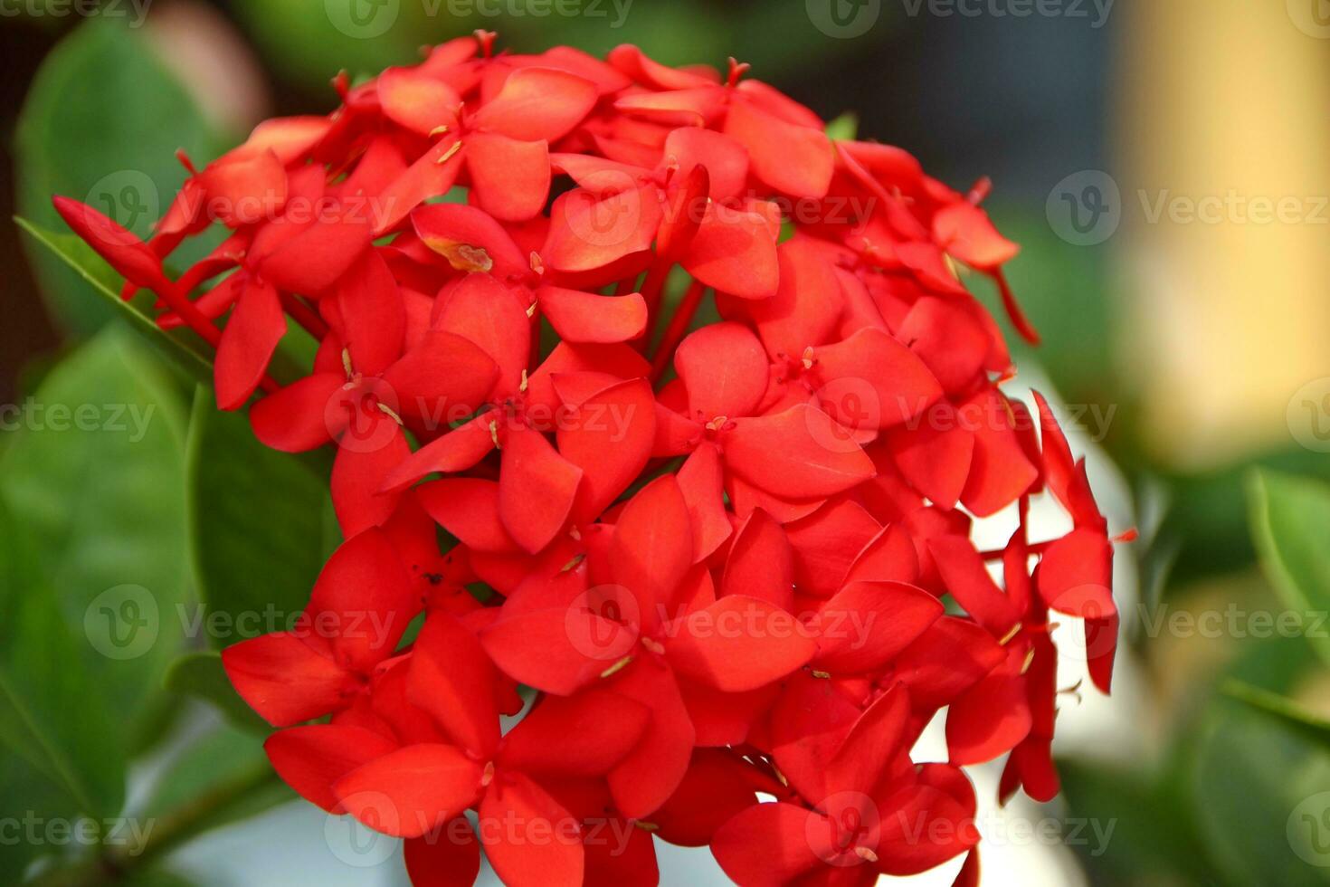 inflorescences de hortensia paniquer de le rouge diamant photo