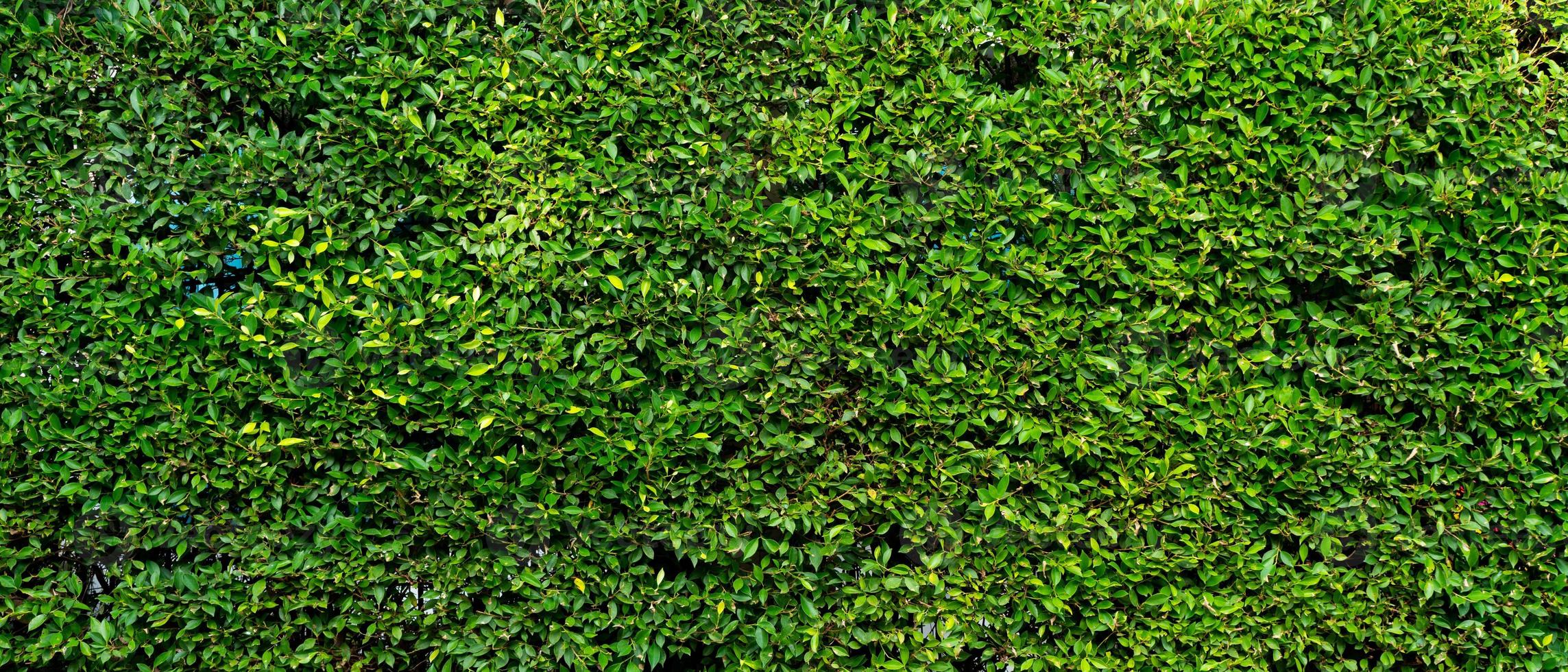 bannière photo de mur végétal vert de la maison