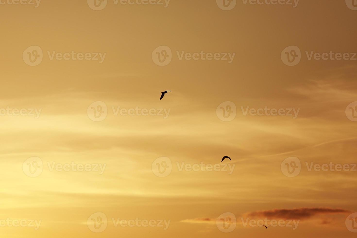 ciel avant le coucher du soleil, oiseaux dans le ciel photo