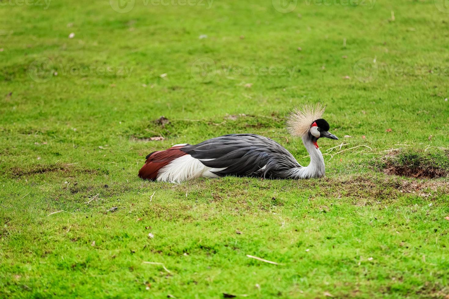 le canard exotique se détend sur l'herbe photo