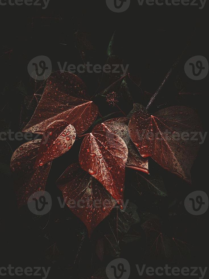 feuilles de plantes rouges en automne photo