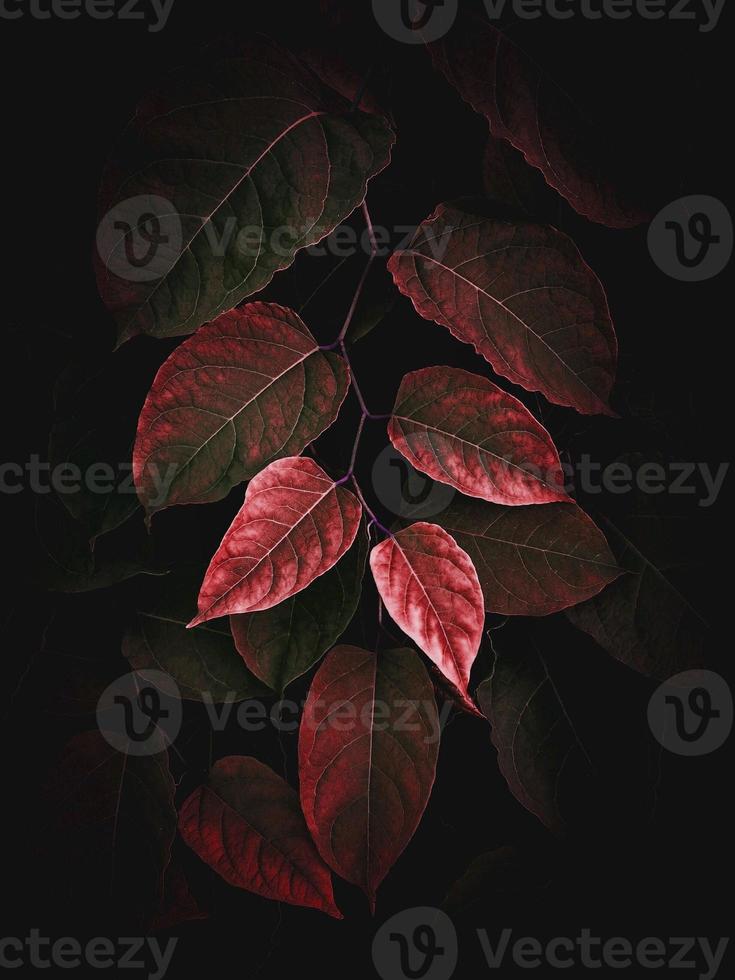 feuilles de plantes rouges en automne photo