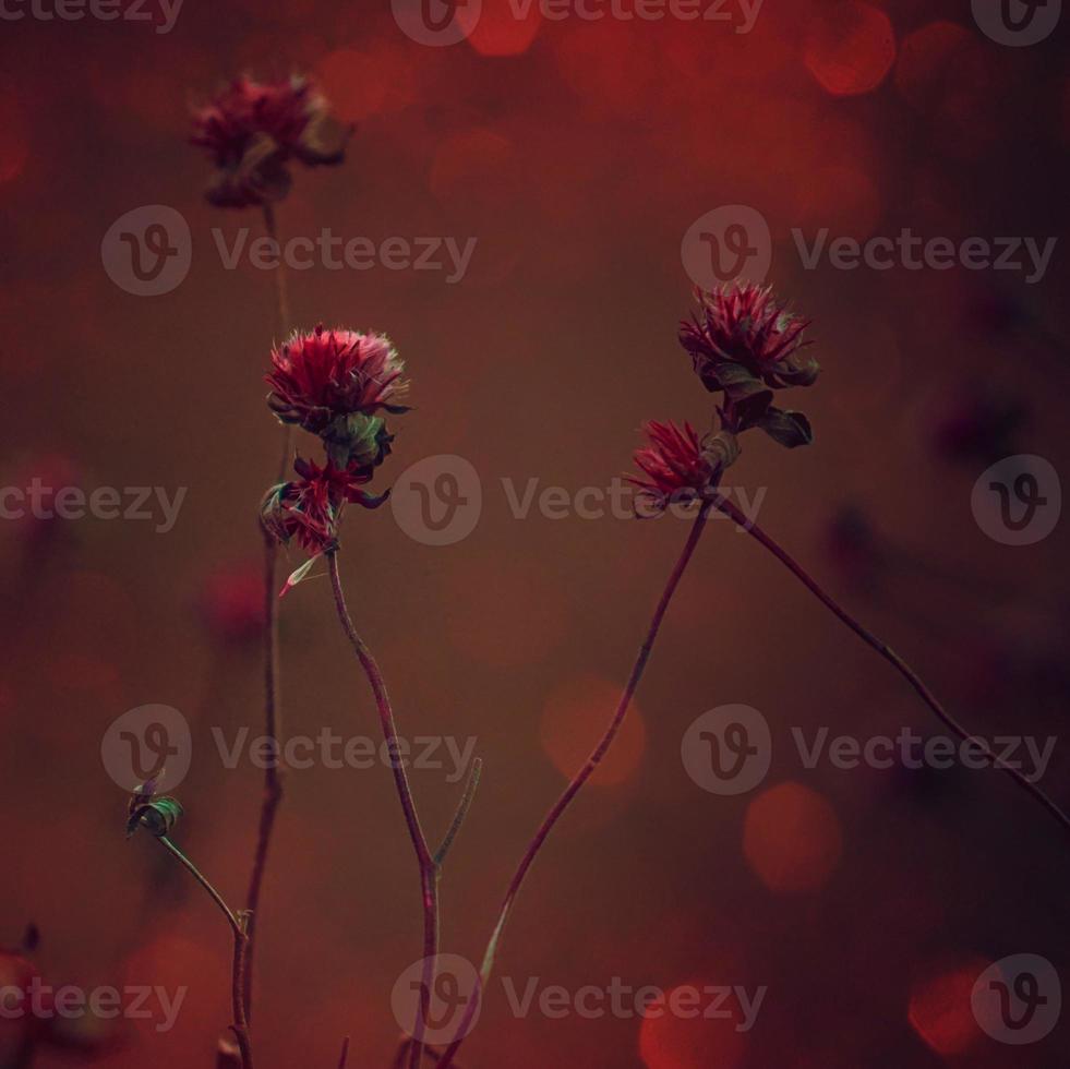 plante de fleurs sèches dans la nature photo