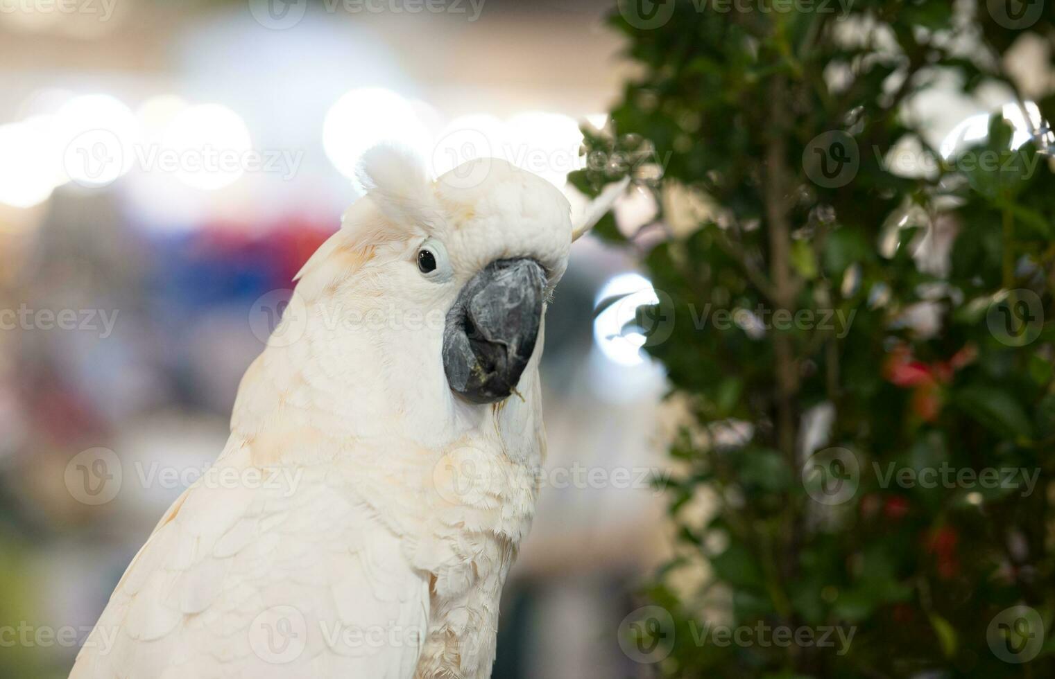 blanc huppé cacatoès, animaux photo