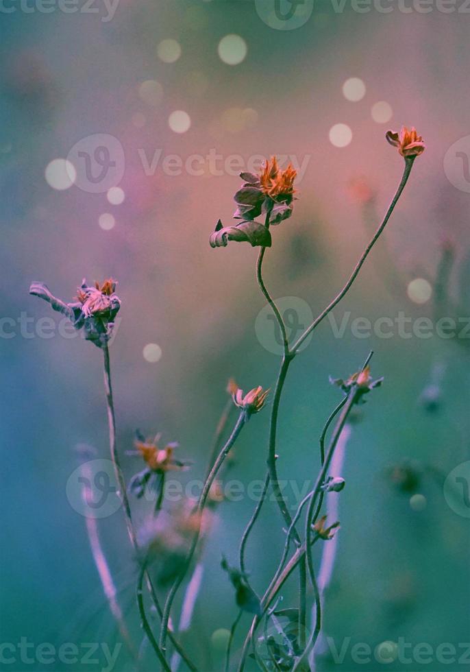 plante de fleurs sèches dans la nature photo