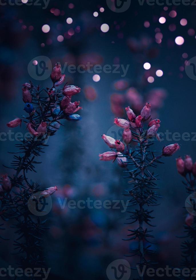 plante de fleurs sèches dans la nature photo