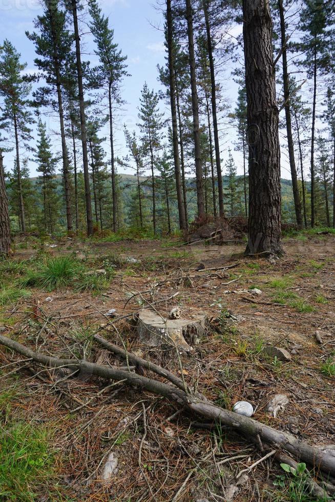 arbres dans la forêt au printemps photo