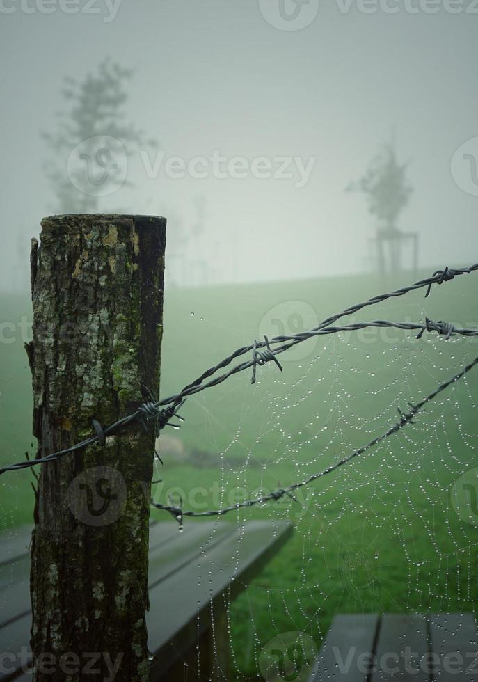 toile d'araignée sur la clôture en fil de fer barbelé métallique photo