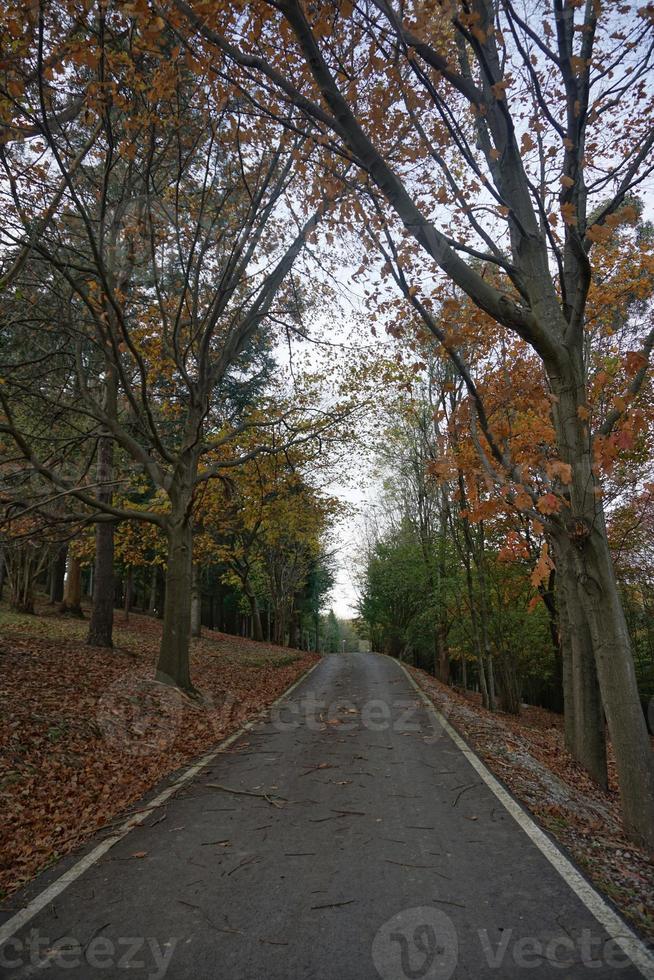 route avec des arbres rouges dans la montagne photo