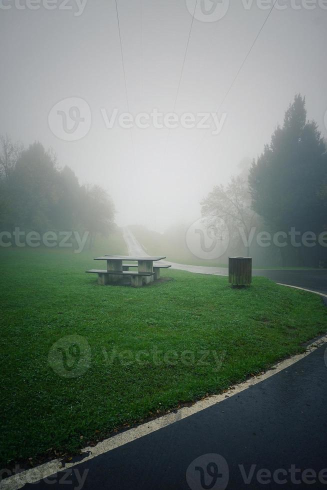 route avec végétation verte dans la forêt photo