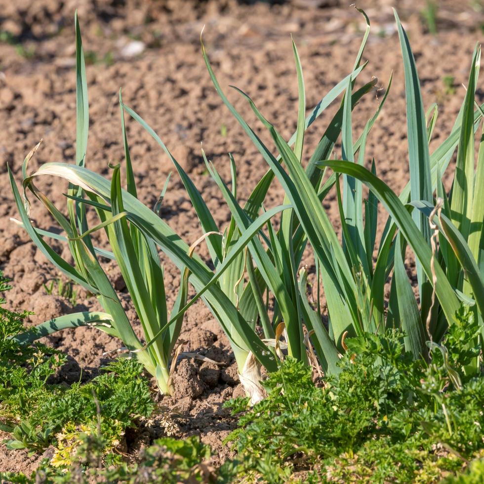 les poireaux et le persil poussent dans un lit de jardin frais photo