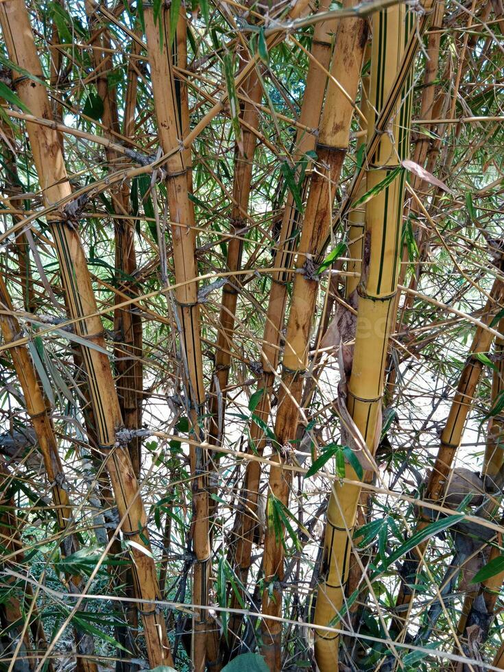 Jaune bambou plante. Japon la nature décoration. photo