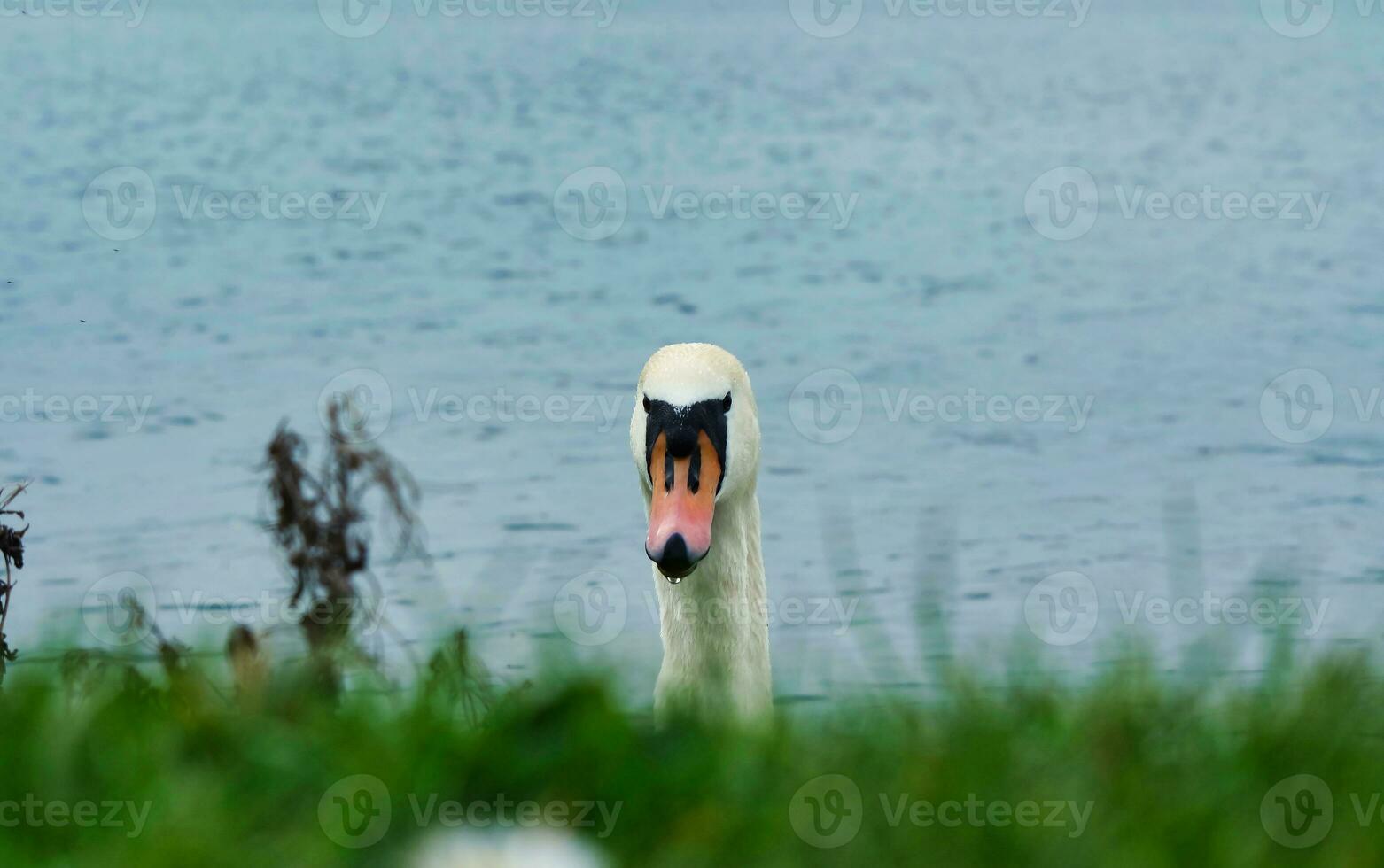 plus magnifique image de blanc Britanique cygne dans le Lac de Milton Keynes Angleterre Royaume-Uni. photo