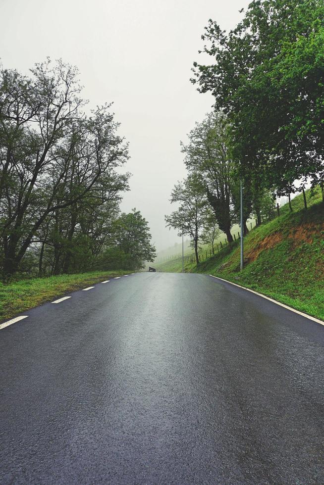 route avec végétation verte dans la forêt photo