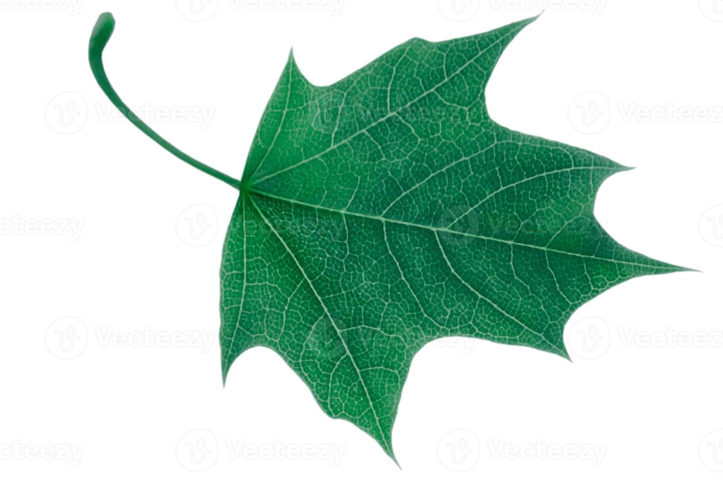 feuille d'érable verte isolé sur fond blanc photo