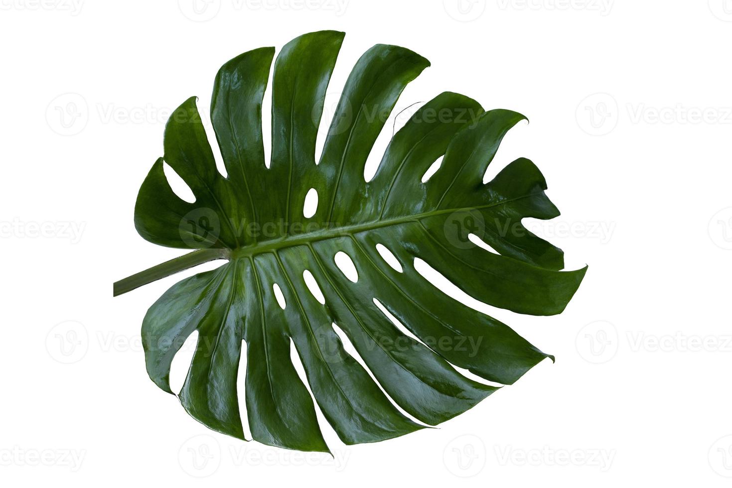 les feuilles vertes de monstera dans la forêt tropicale sont une usine de fromage suisse séparée sur fond blanc. photo