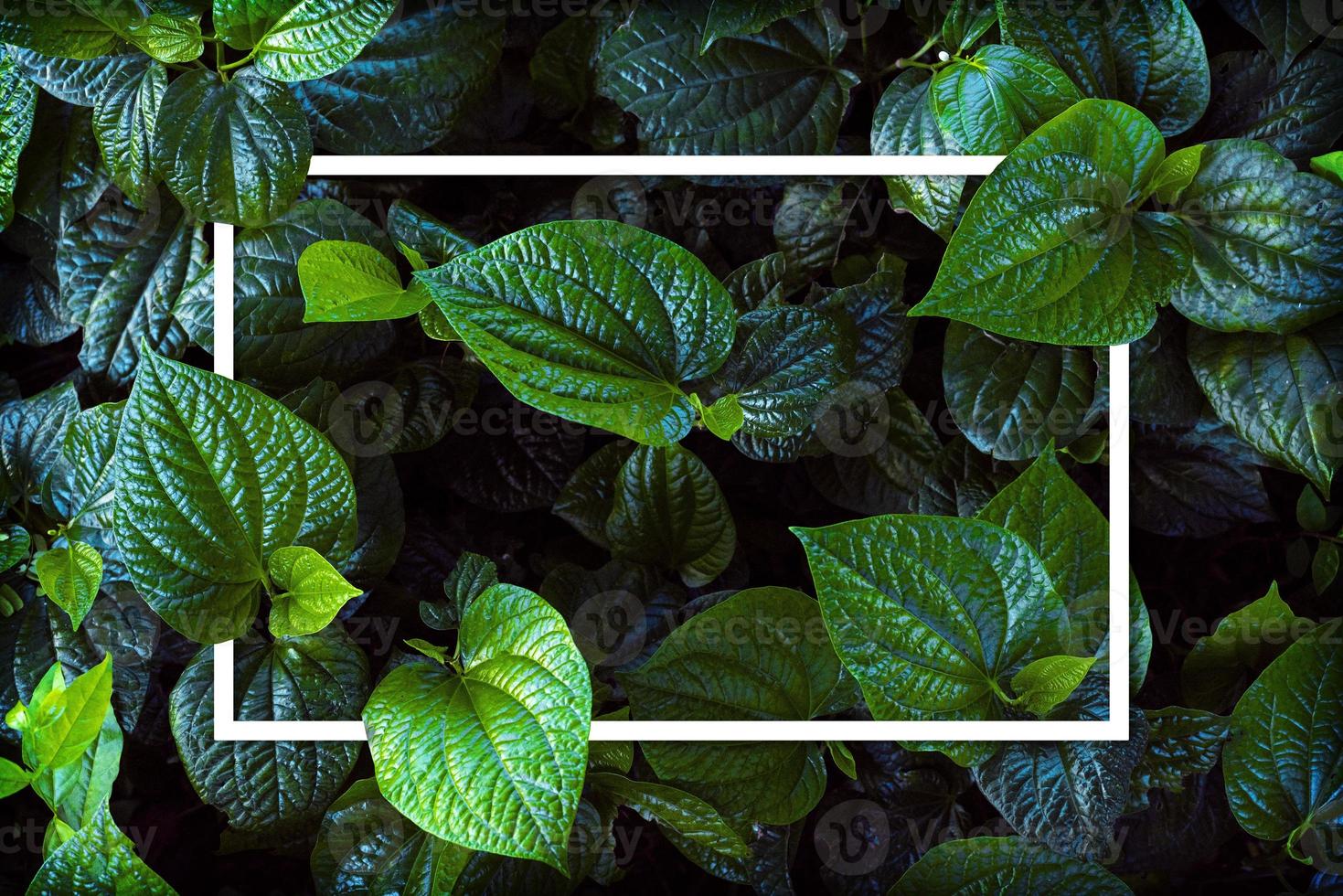 cadre blanc sur fond de feuille verte, le texte peut être écrit, feuilles vertes luxuriantes naturelles de fond de texture de feuille. photo