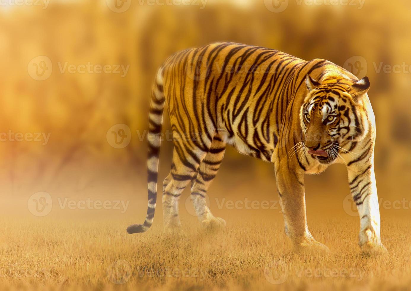 tigre, marcher dans la lumière dorée est un été de chasse aux animaux sauvages dans des zones chaudes et sèches et de belles structures de tigre photo