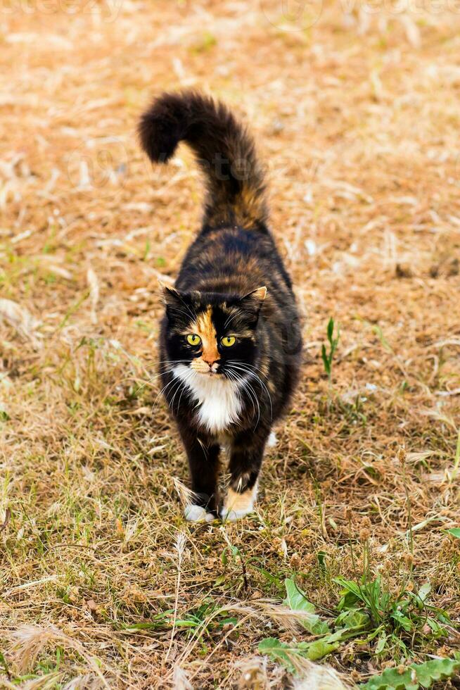 chat dans la rue photo