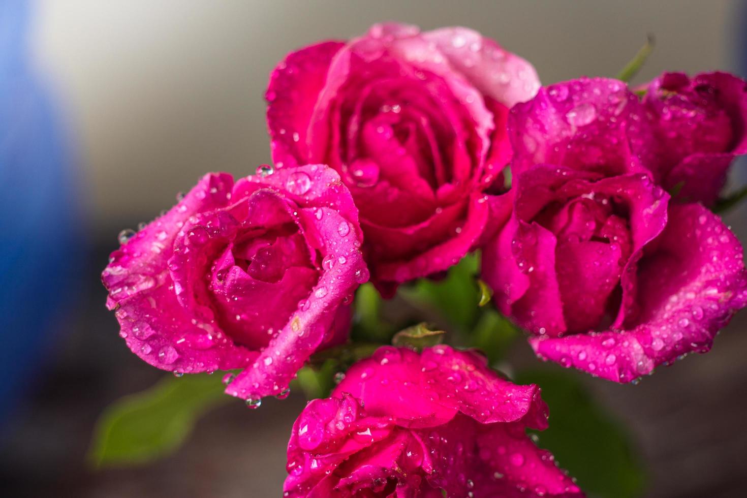 gouttelettes d'eau sur des pétales de rose rose photo