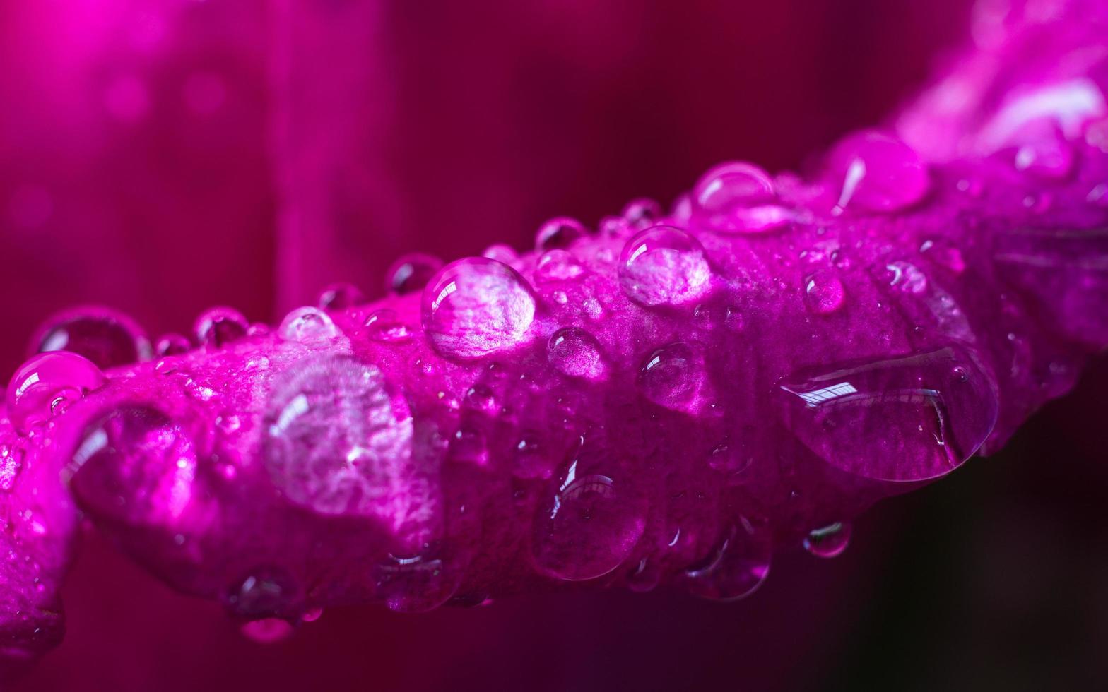 gouttelettes d'eau sur des pétales de rose rose photo