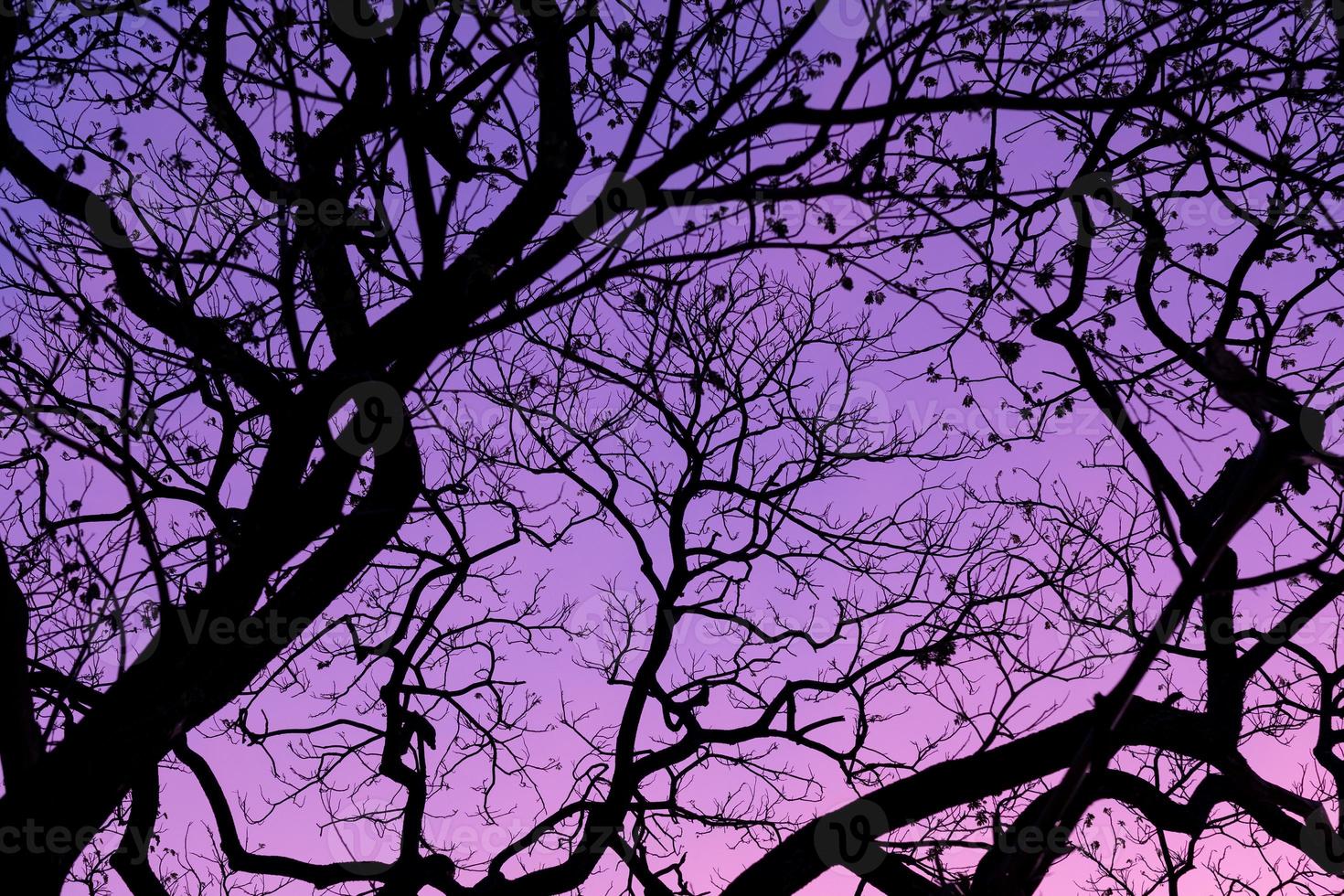 arbres silhouette avec beau fond de ciel, forêt photo