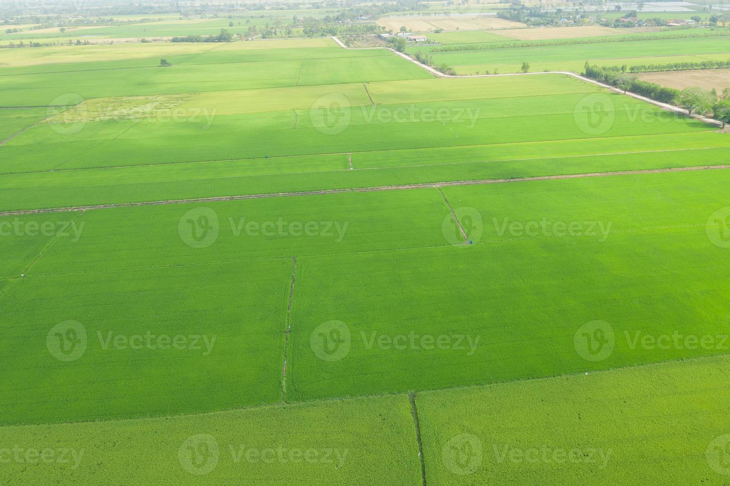 champ de riz avec paysage vert nature fond photo