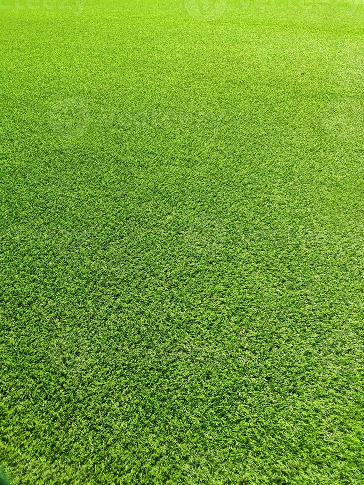 vert herbe champ modèle photo