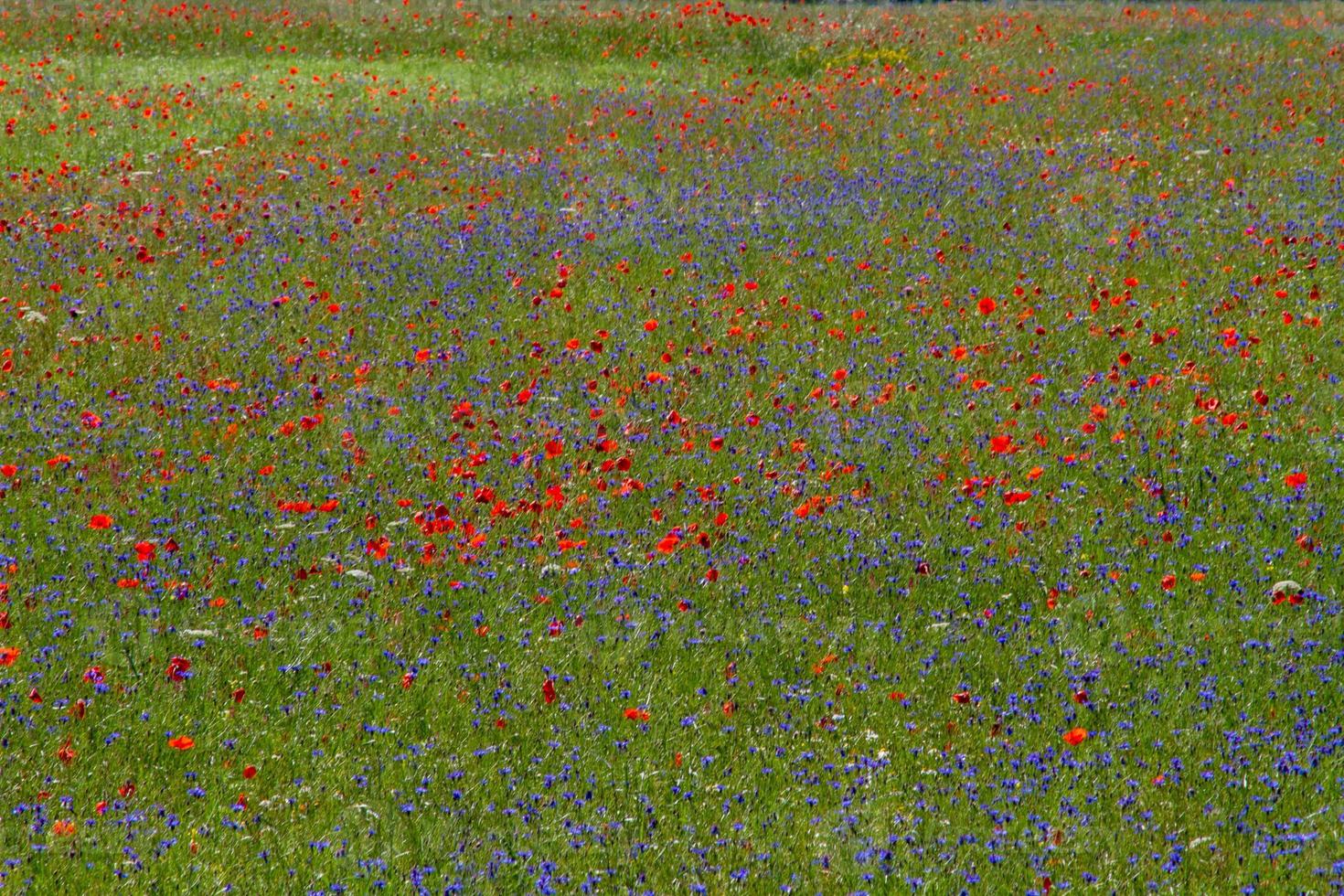 castelluccio di norcia et sa nature fleurie photo