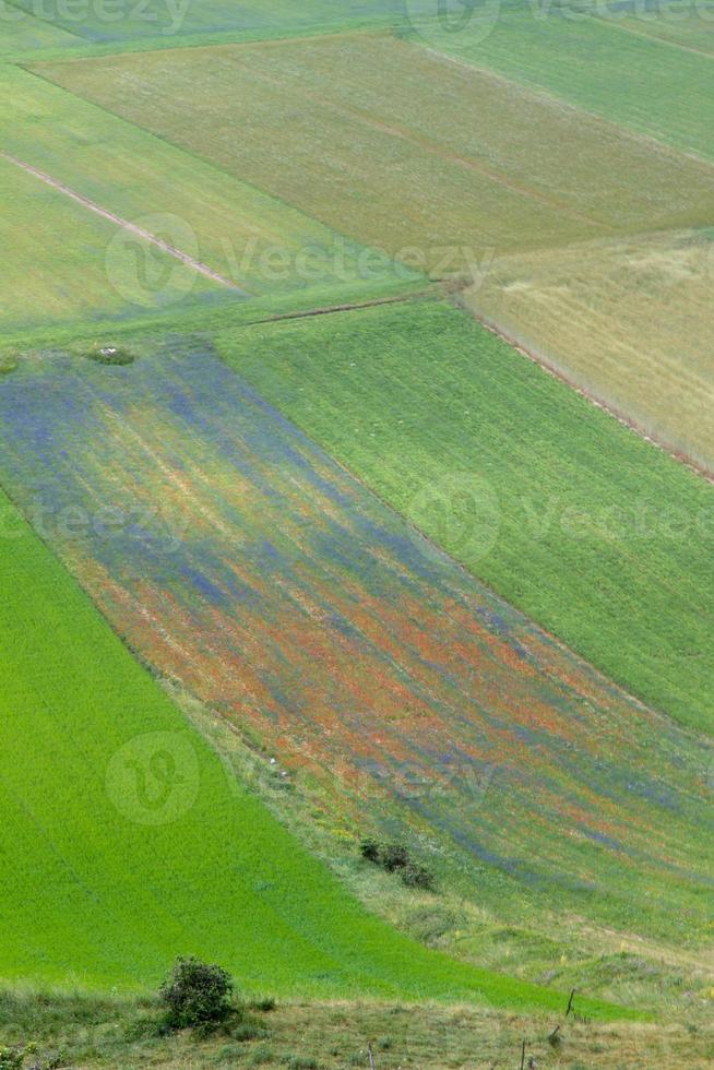 castelluccio di norcia et sa nature fleurie photo