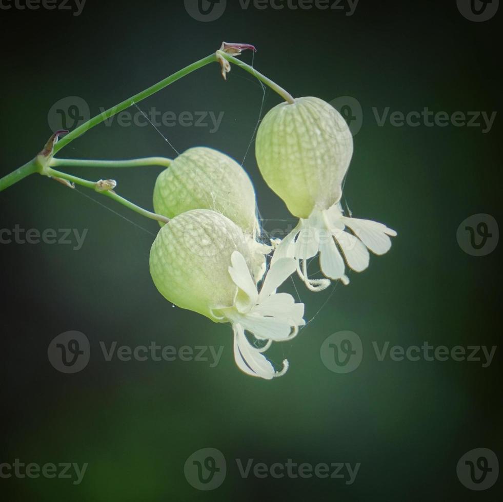 fleurs jaunes romantiques dans la nature au printemps photo