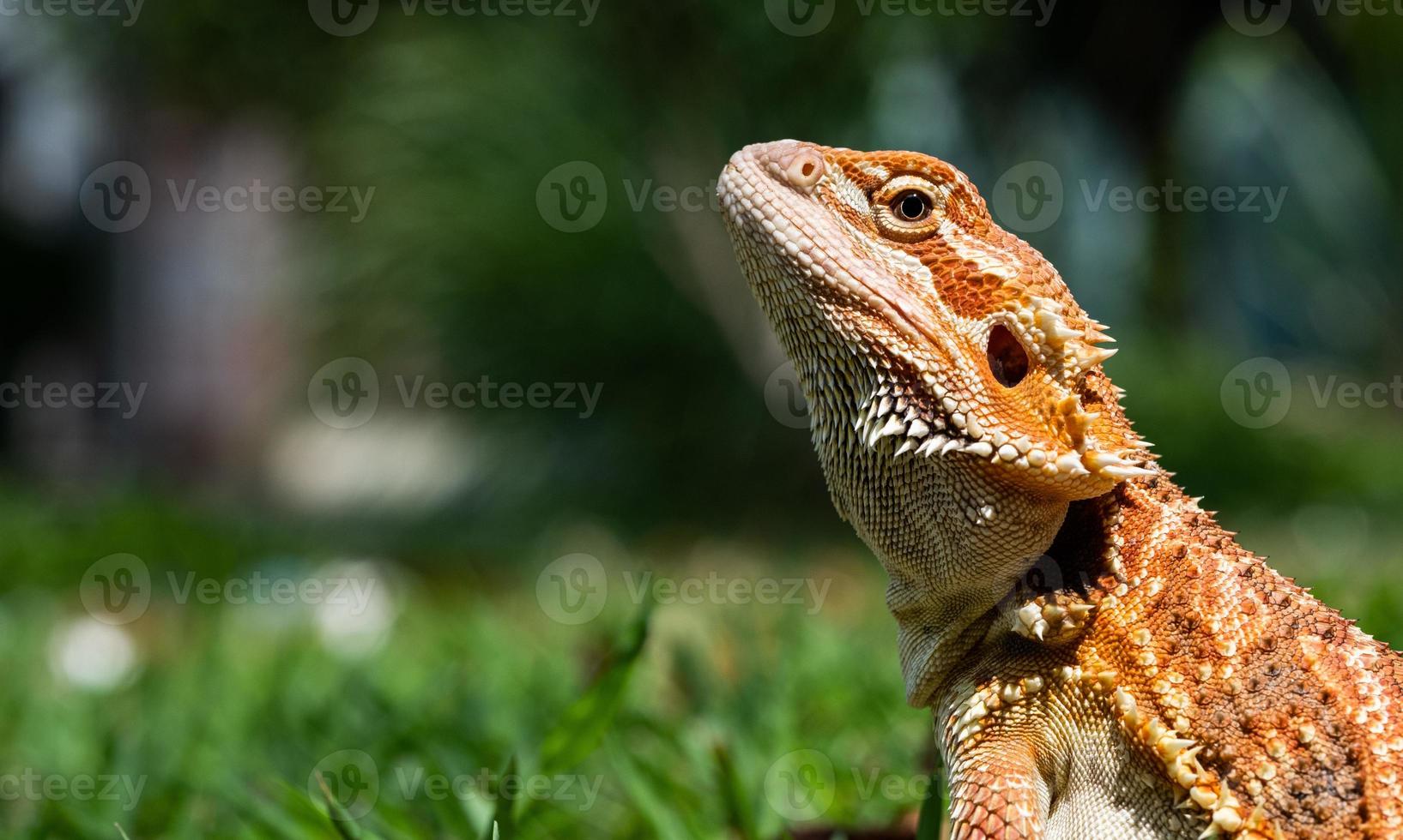 dragon barbu au sol avec arrière-plan flou photo