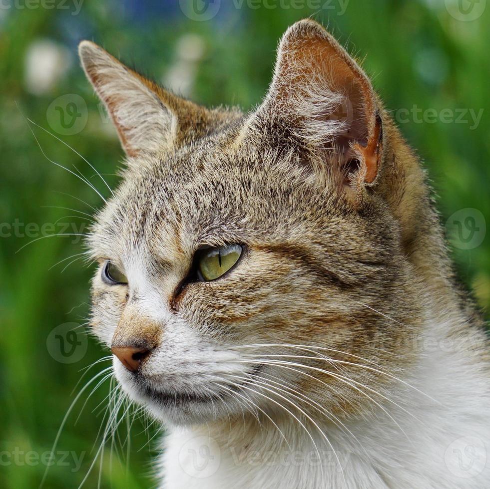 beau portrait de chat errant photo