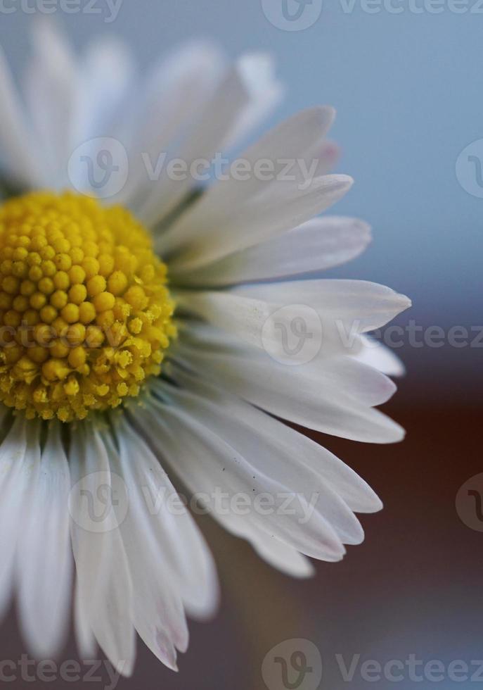 fleur de marguerite blanche romantique dans le jardin au printemps photo