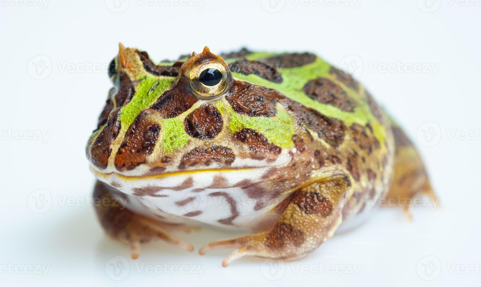 Grenouille cornue argentine gros plan sur fond blanc photo