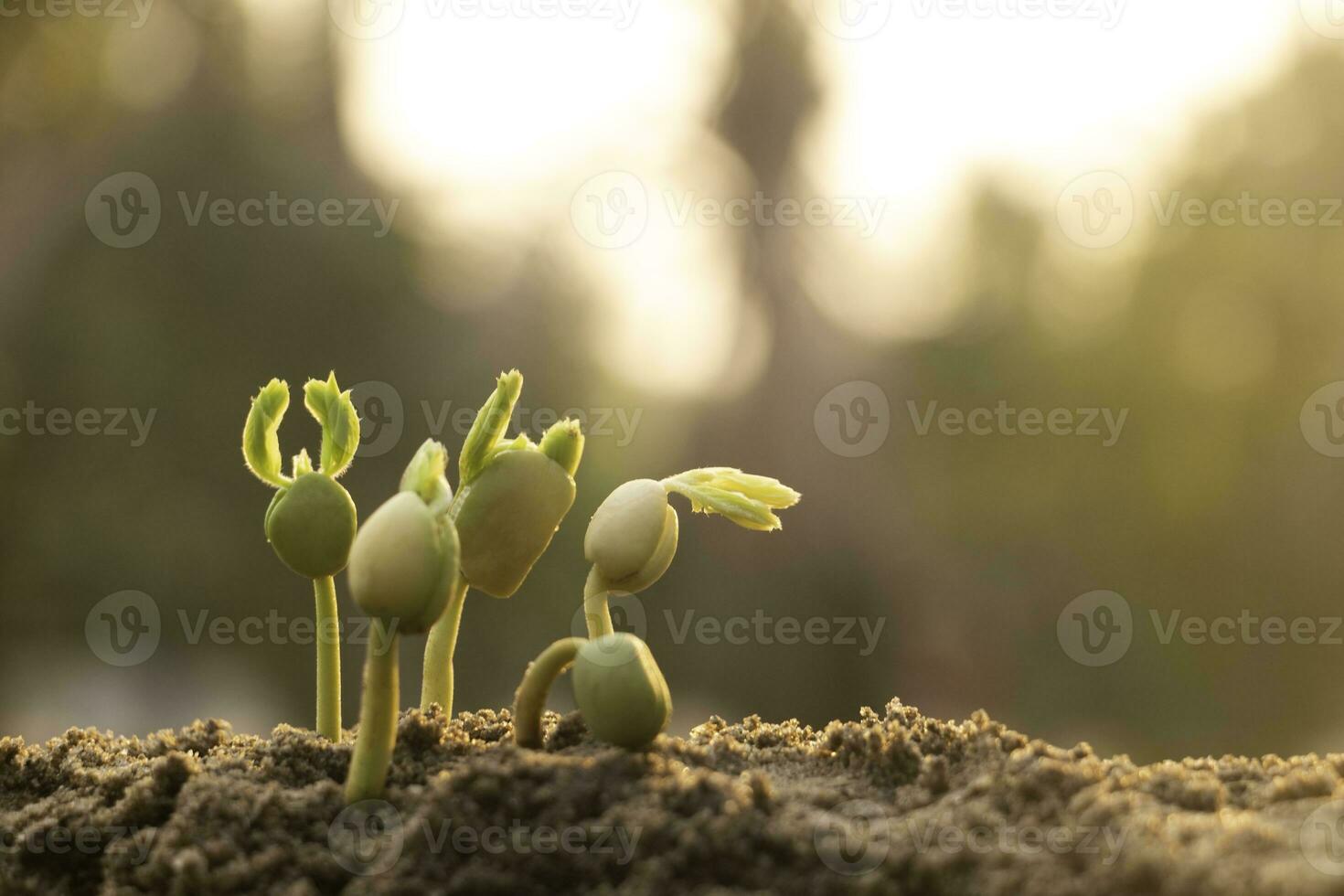 Les Plantes à Graines Poussent Elles Poussent étape Par étape L