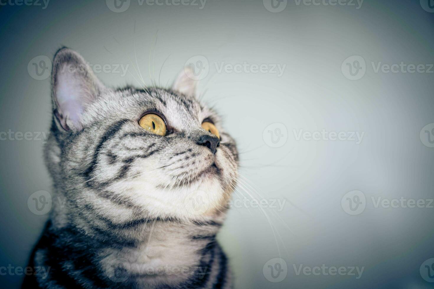 chat britannique à poils courts gris photo