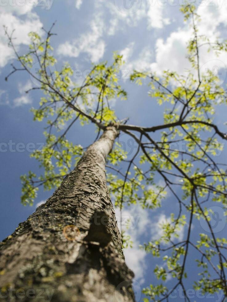 été arbre dans le Soleil des rayons photo