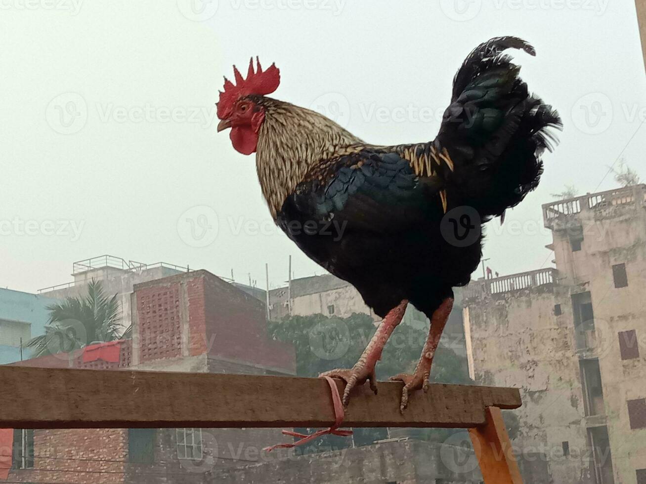 coq poulet sur ferme pour récolte photo