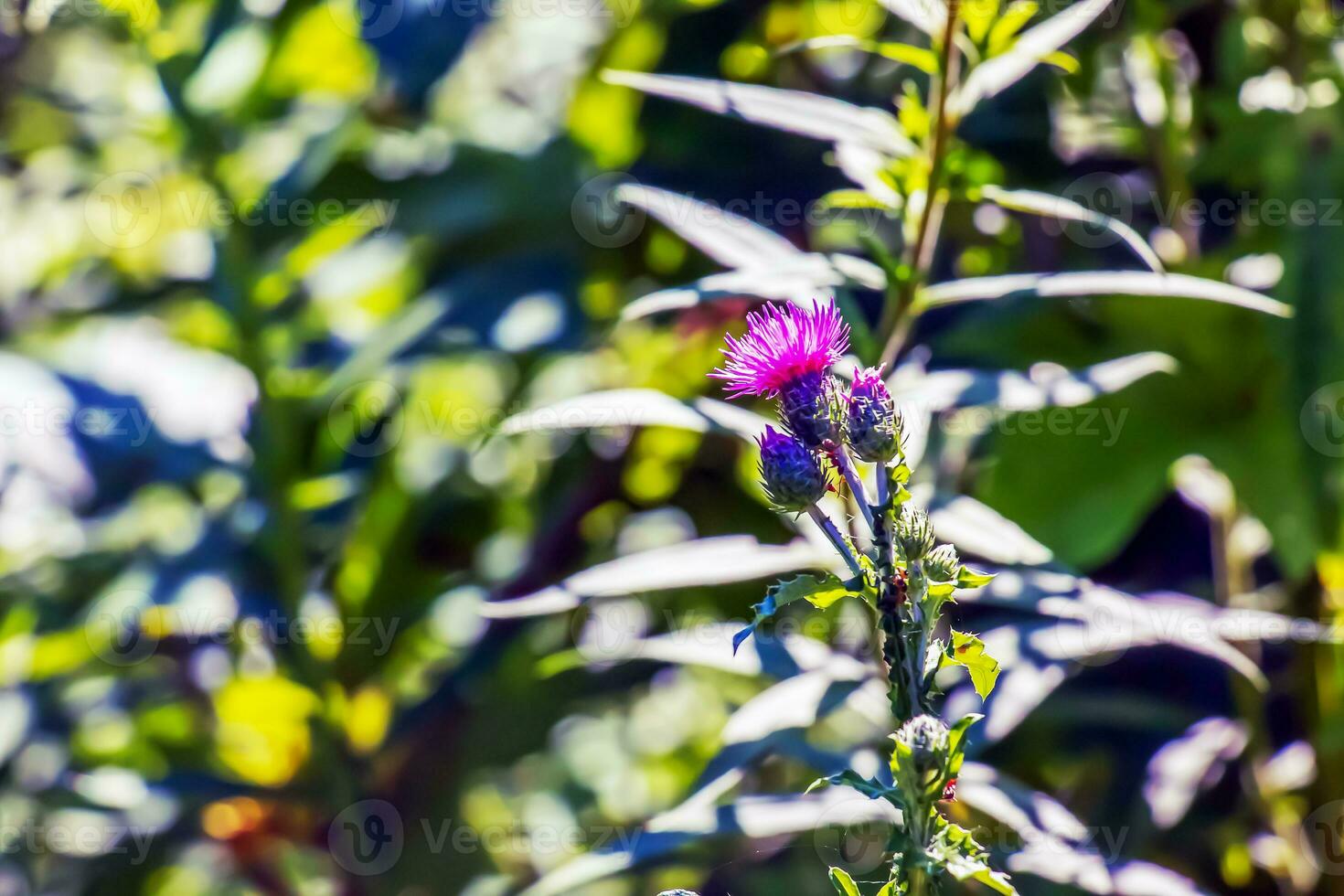 une violet carduus acanthoïde fleur. aussi connu comme une épineux sans plume chardon. photo