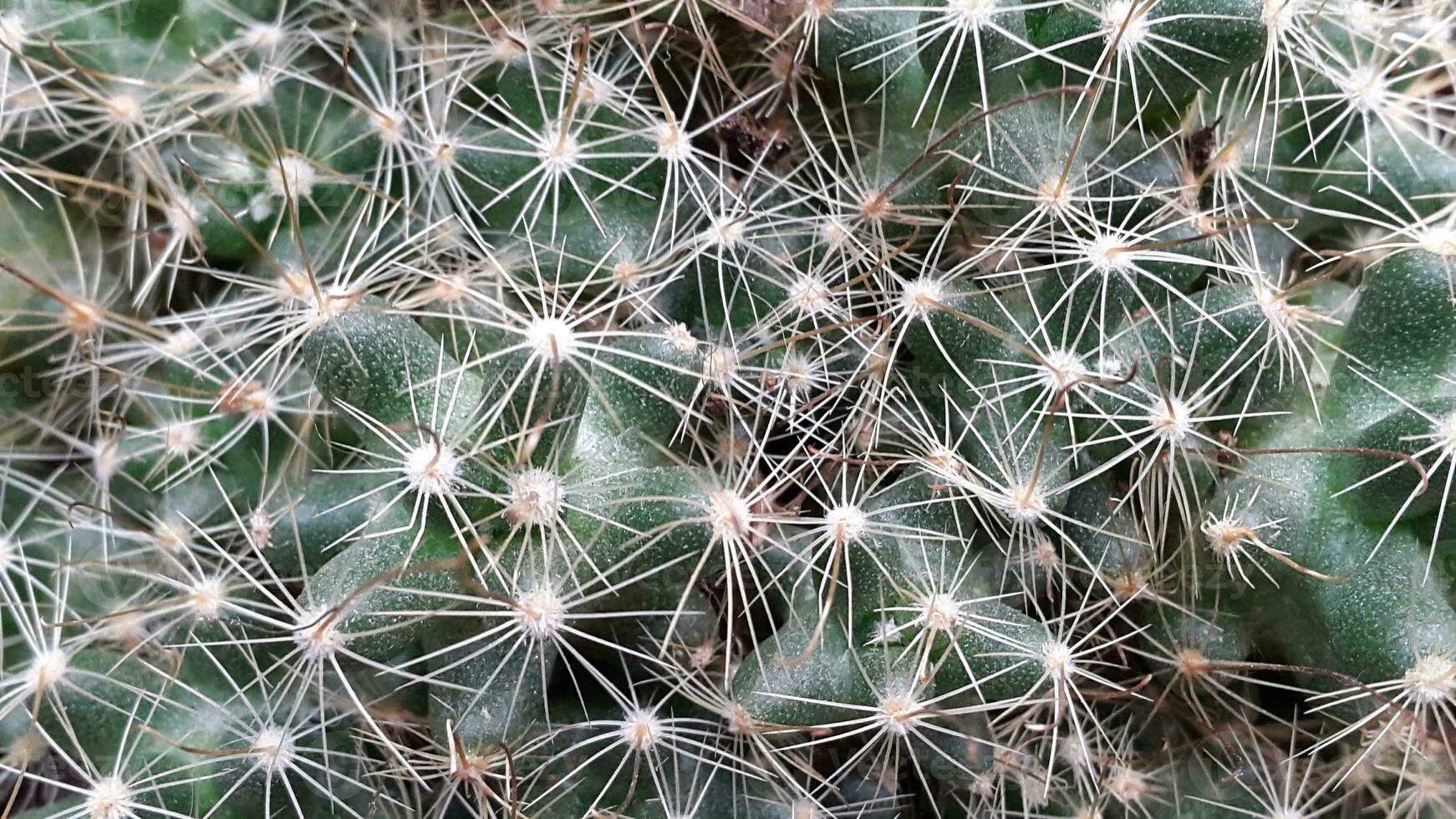 cactus. floral Contexte de cactus. cactus fermer photo